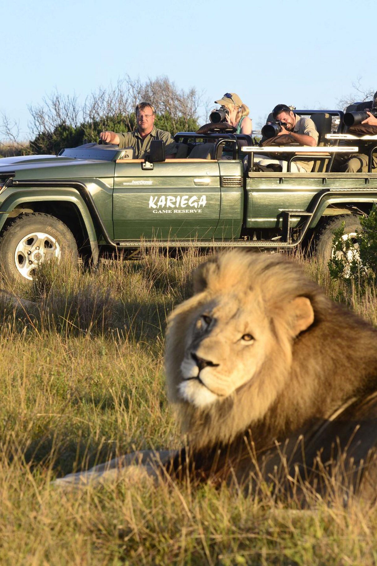 Lions in Amakhala Game Reserve, South Africa.