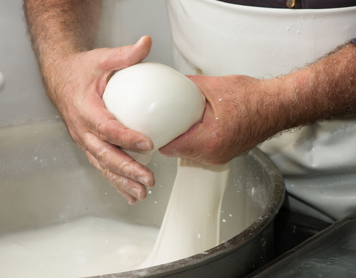 Close-up of a cheesemaker's hands stretching and forming fresh white mozzarella cheese over a large basin filled with milky liquid.