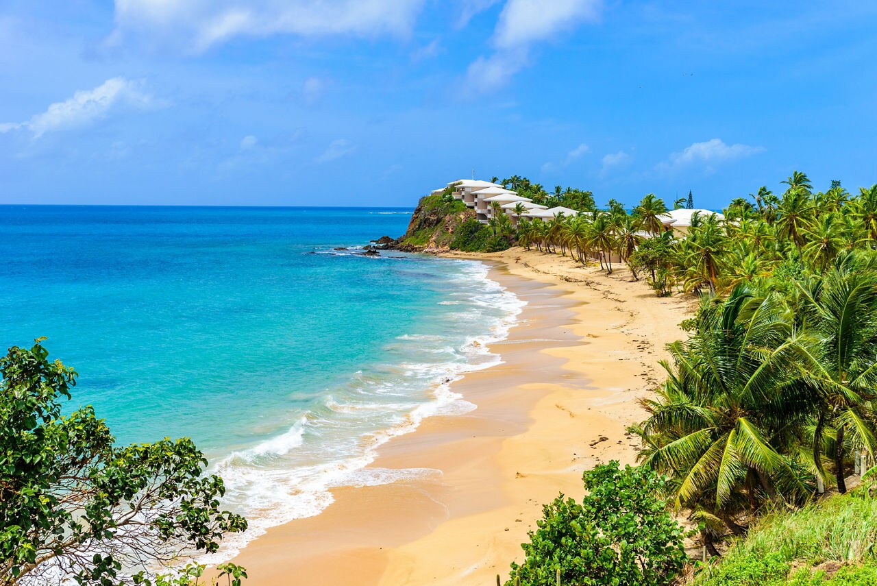 Secluded beach in Antigua with golden sand, clear blue water and palm trees stretching along the shoreline beneath a bright blue sky.