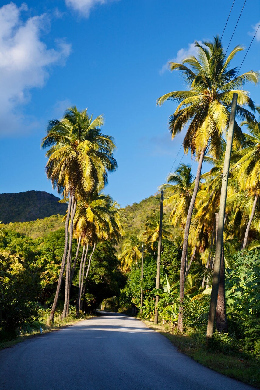 A winding road in Antigua lined with tall palm trees and dense tropical foliage, leading toward green hills under a bright blue sky with scattered clouds.