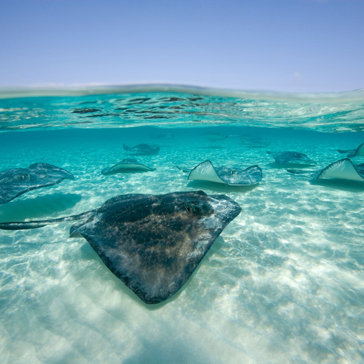 Group of stingrays swimming in shallow, transparent turquoise water over white sand under a clear blue sky at Stingray City in Antigua