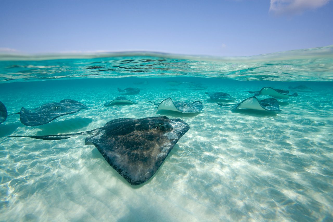 Group of stingrays swimming in shallow, transparent turquoise water over white sand under a clear blue sky at Stingray City in Antigua