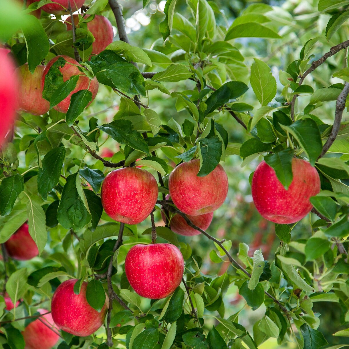 Clusters of red apples hanging on leafy green branches in an orchard.