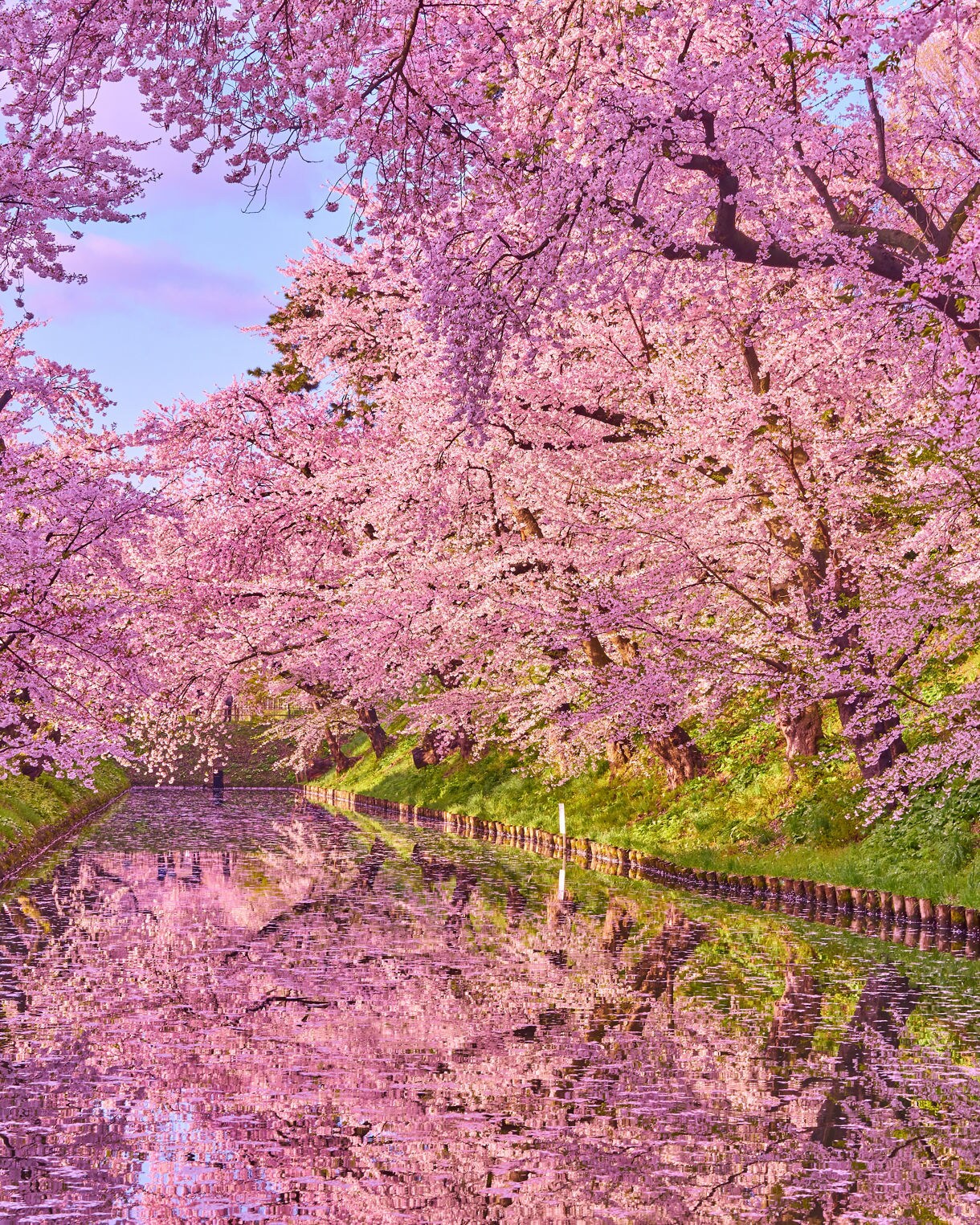 Cherry blossom trees in full bloom arching over a pink-petal-filled moat at Hirosaki Park.