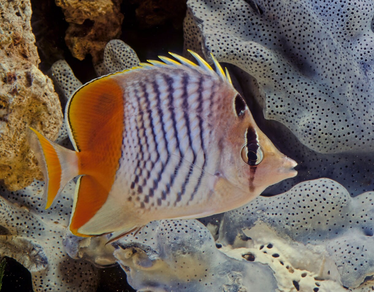 Close view of a colorful butterflyfish with orange fins, striped body and a bold eye stripe swimming near textured coral.