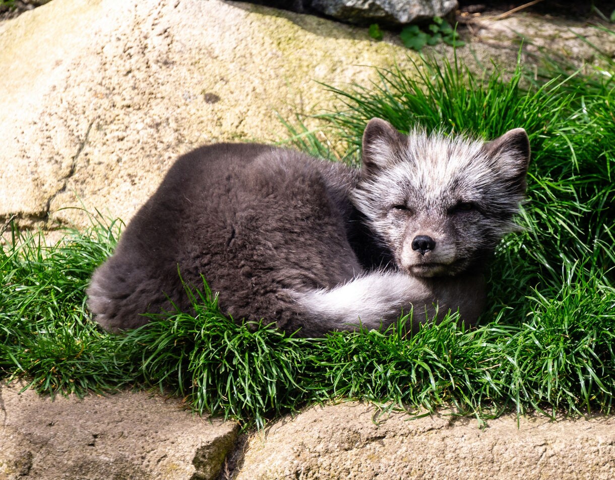  A resting arctic fox with dark fur and a bushy tail curled around its body, lying on green grass beside rocks.