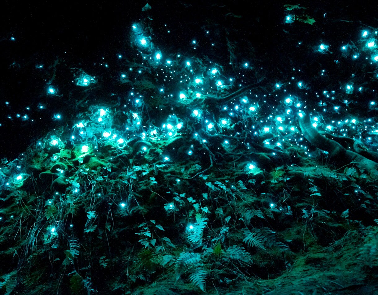 Bioluminescent glowworms lighting up a dark cave wall, creating a starry, turquoise shimmer among moss and ferns