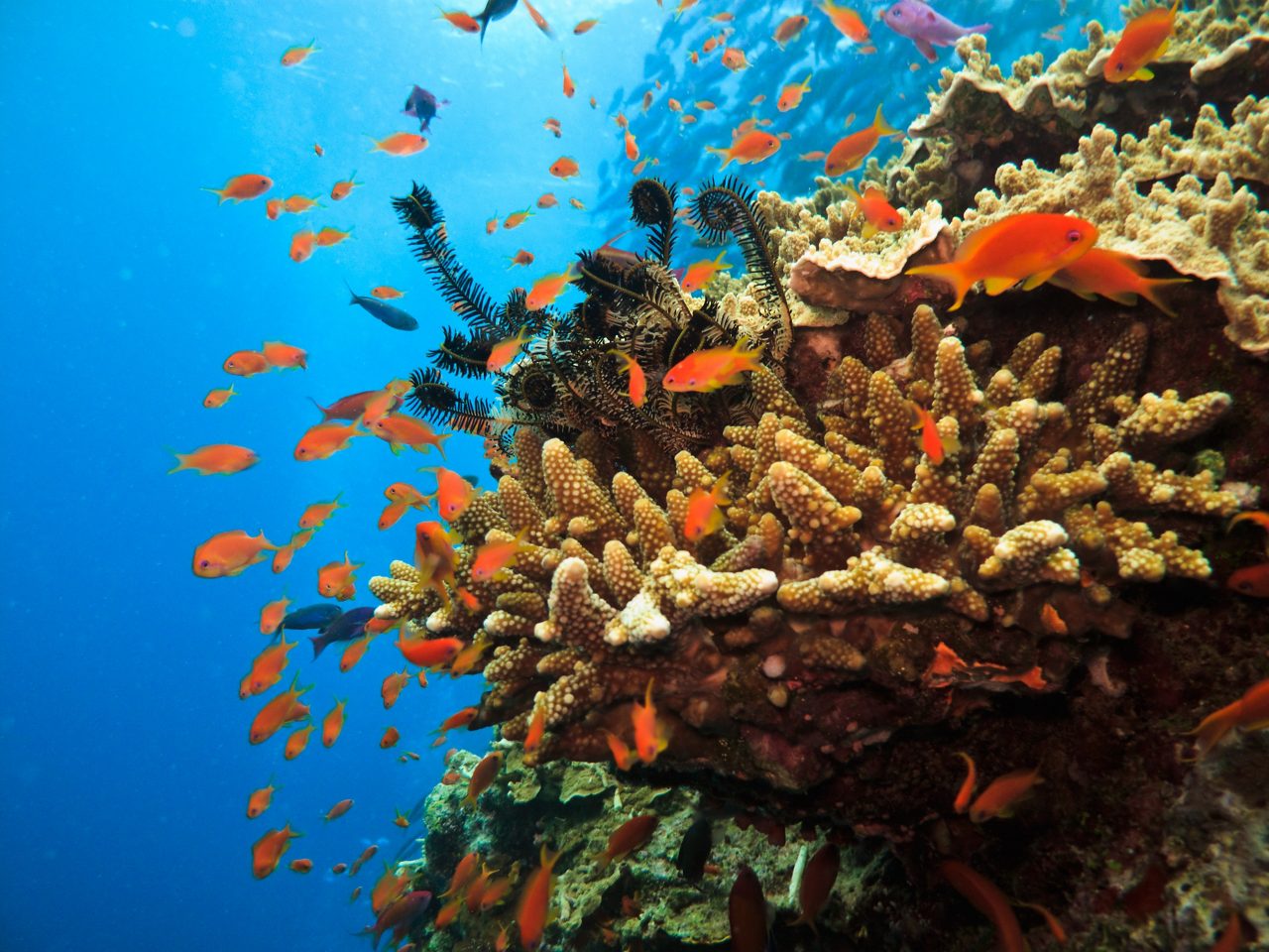 Dive into Australia's Great Barrier Reef.