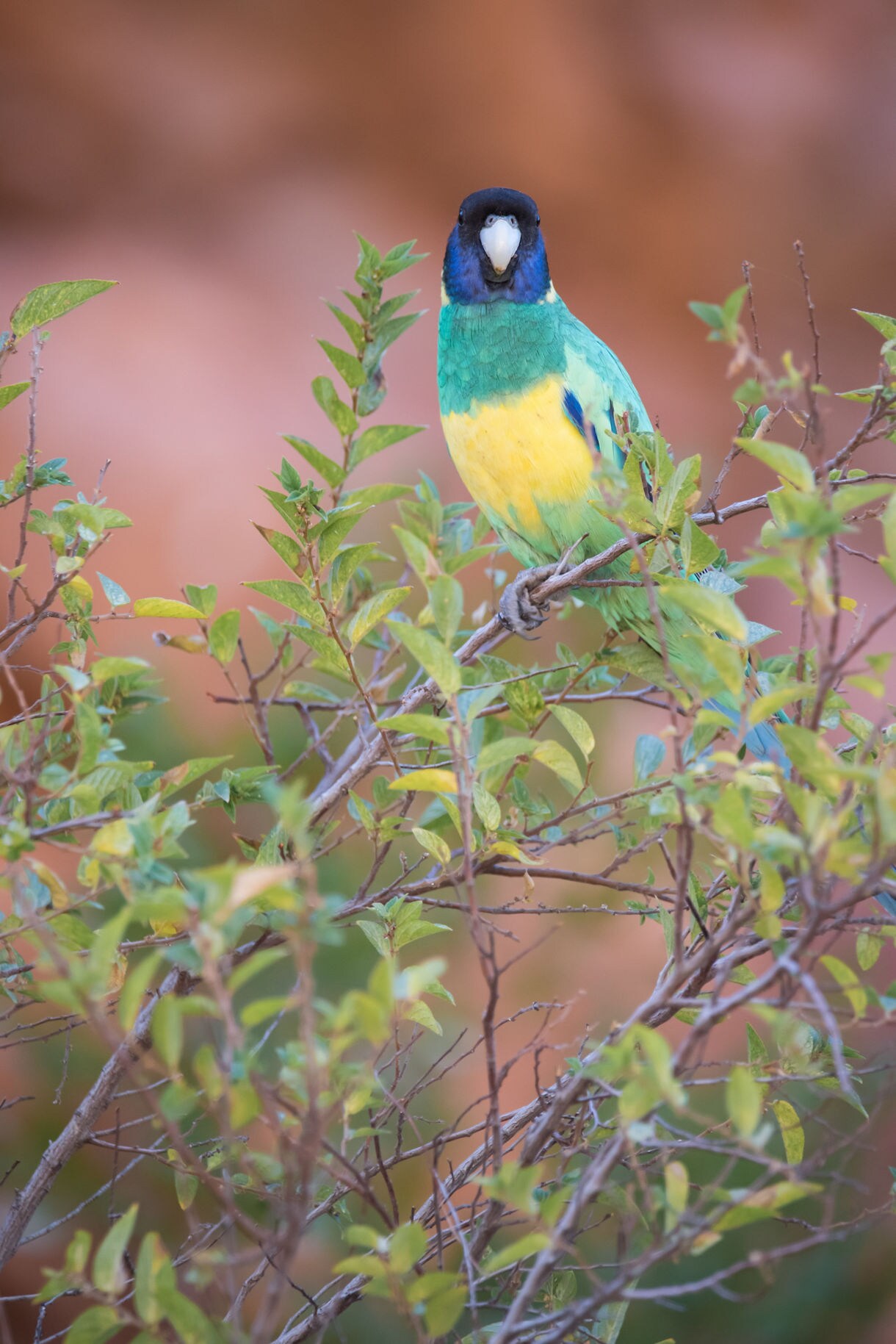 A brightly colored Australian ringneck parrot with green, yellow and blue plumage sits on a leafy branch, set against a soft orange background.