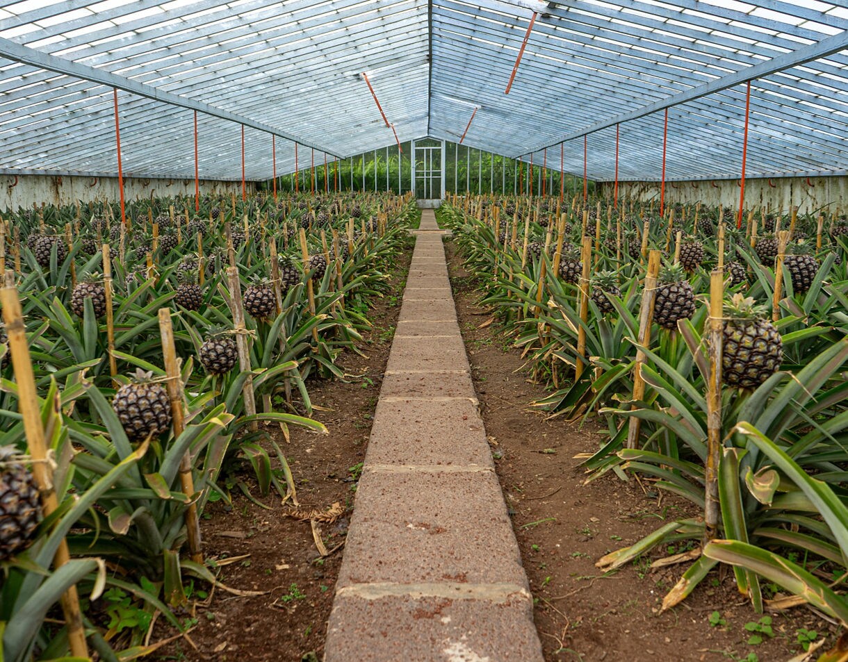Long rows of pineapples growing in a glass-roofed greenhouse on São Miguel Island, supported by wooden stakes and surrounded by green leaves.