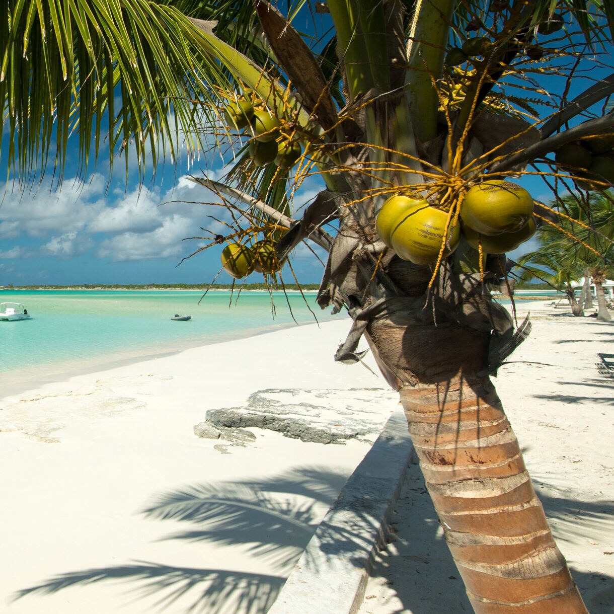 Palm-tree in a beach with white sand into clear turquoise water under a bright blue sky.