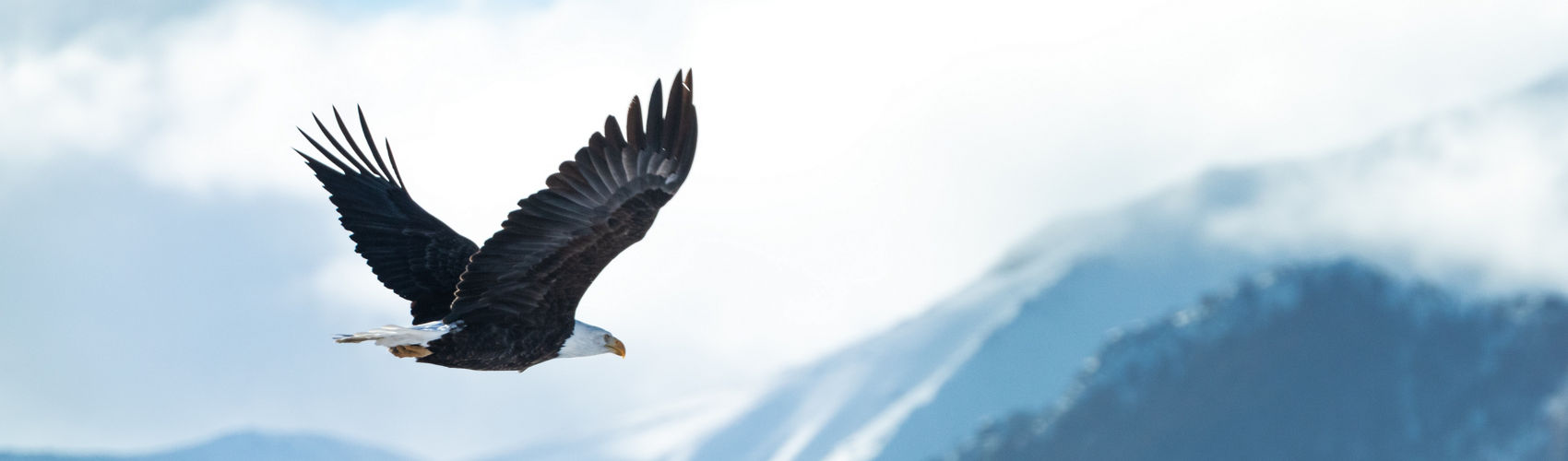 Wildlife Animals in Alaska Princess Cruises