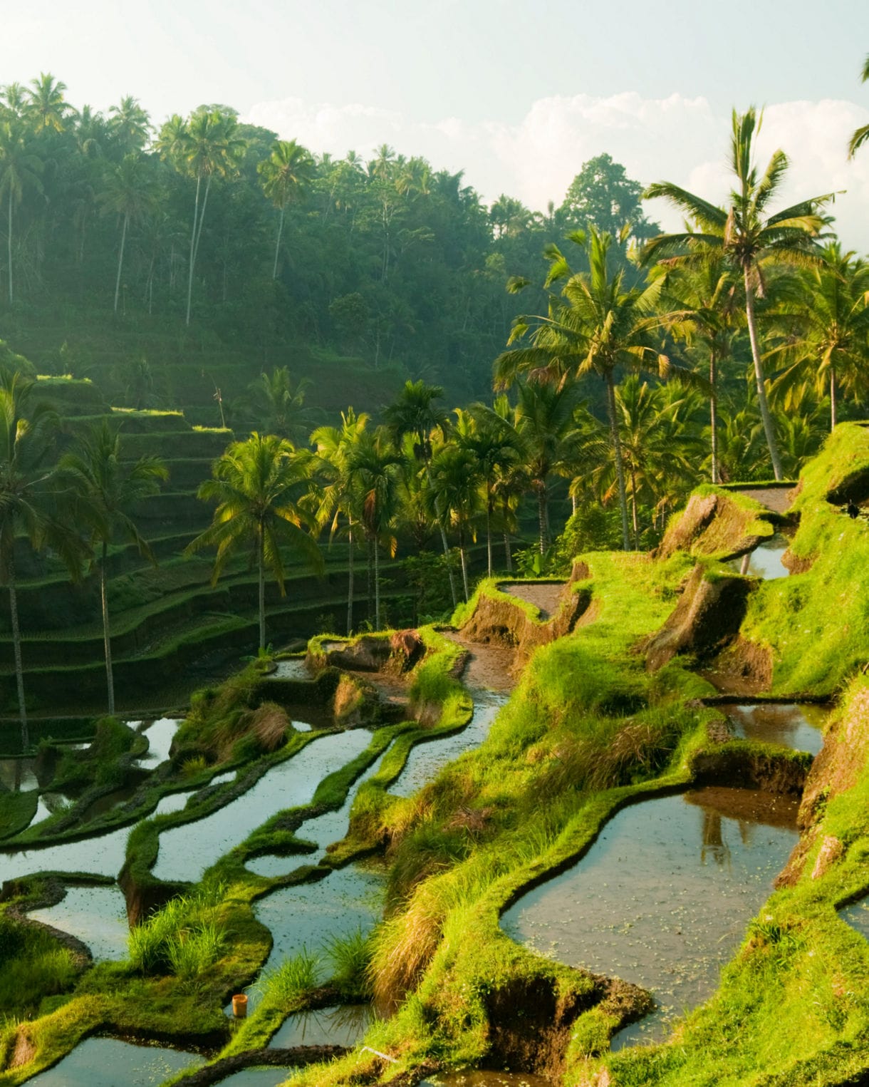 A picturesque scene of rice terraces in Bali, Indonesia, with artfully arranged green fields, tall palm trees, and bright sunshine illuminating the landscape.