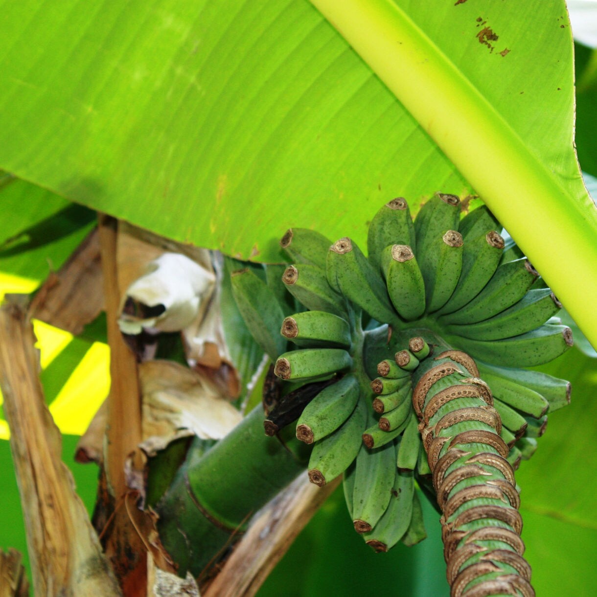 Close-up of a banana plant with a cluster of unripe green bananas surrounded by large green leaves.