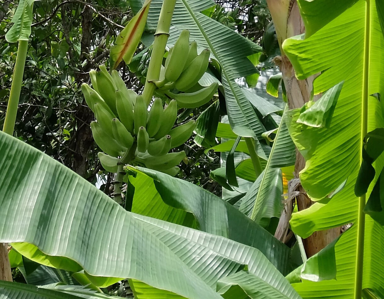 Close-up of a banana plant with a large bunch of unripe green bananas surrounded by wide, vibrant green leaves.