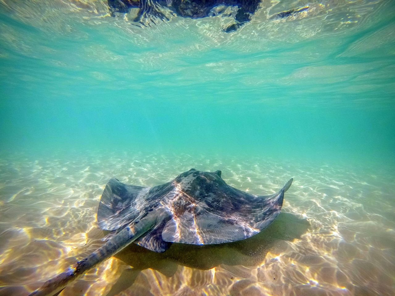 Large stingray swimming in shallow turquoise waters over sandy ocean floor at Princess Cays, Bahamas.