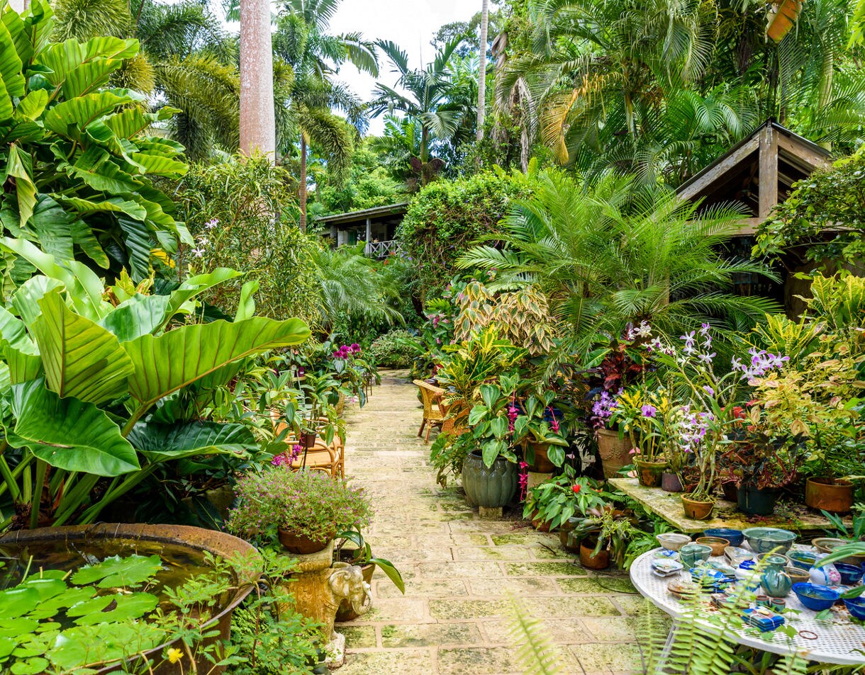 Lush tropical pathway at Andromeda Botanical Gardens in Barbados, surrounded by large leafy plants, vibrant orchids and potted greenery with a rustic stone walkway and scattered seating.