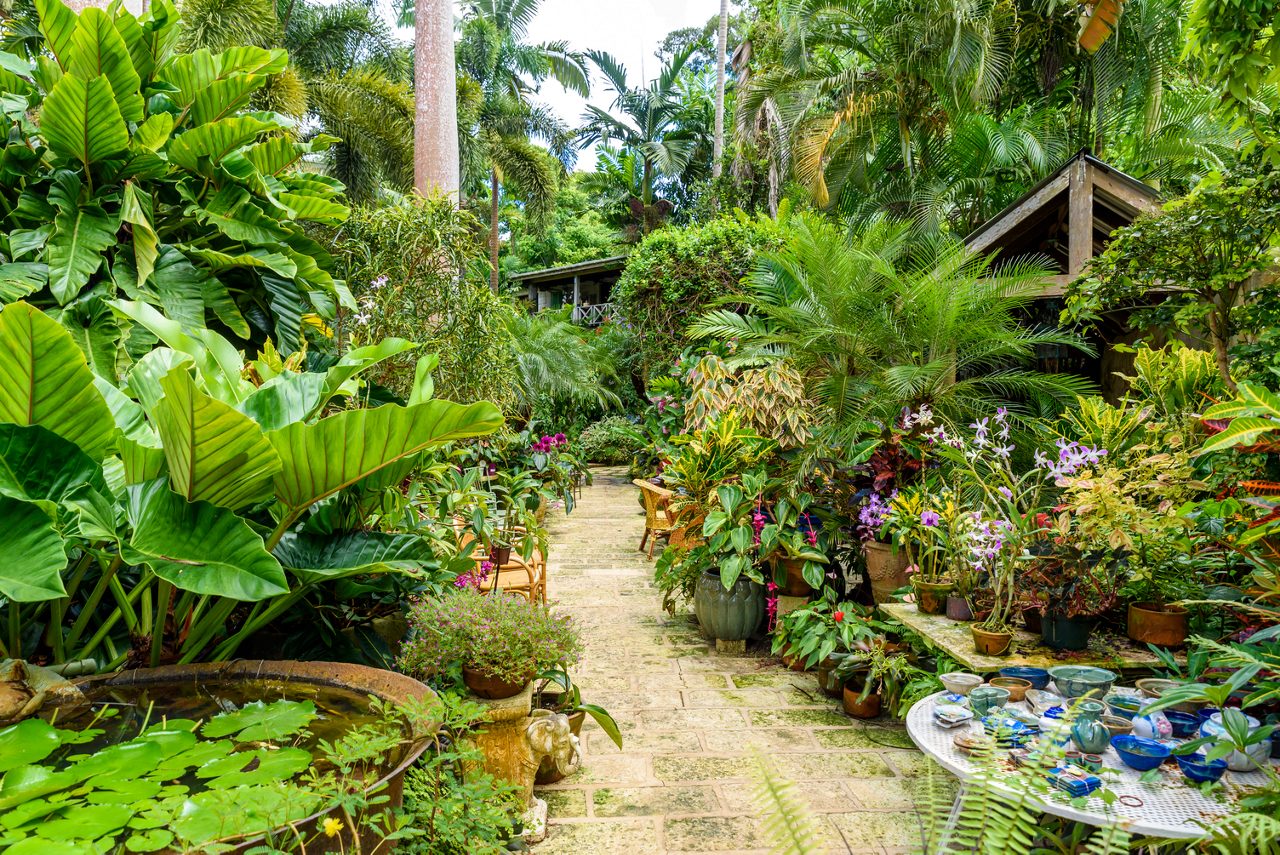 Lush tropical pathway at Andromeda Botanical Gardens in Barbados, surrounded by large leafy plants, vibrant orchids and potted greenery with a rustic stone walkway and scattered seating.