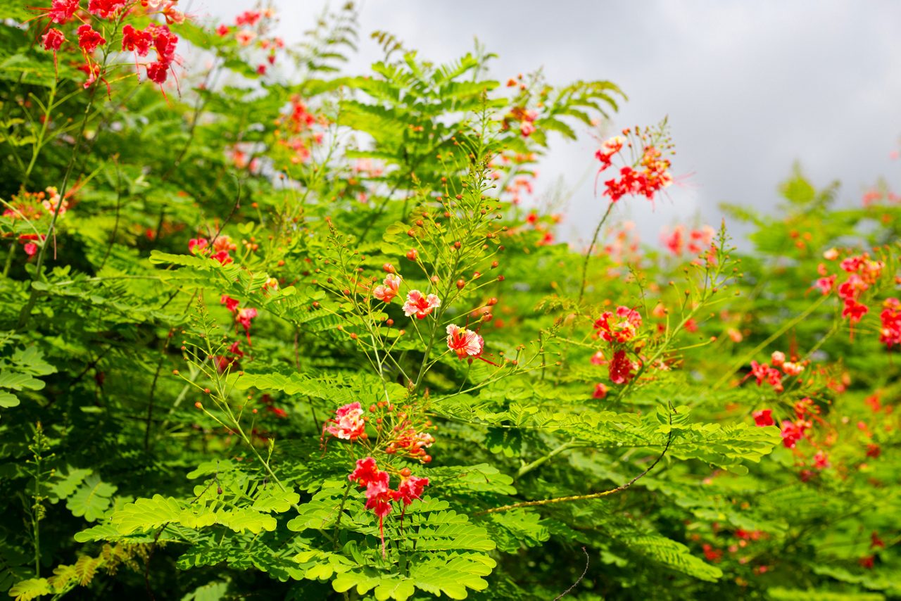 Spot bursts of color in bloom with Barbados' national flower, the vibrant Pride of Barbados on a scenic drive.