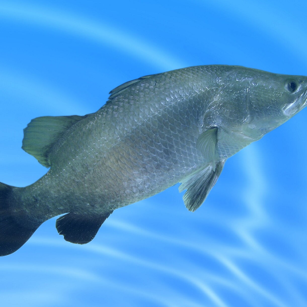 Close-up of a silver barramundi fish swimming in clear blue water.