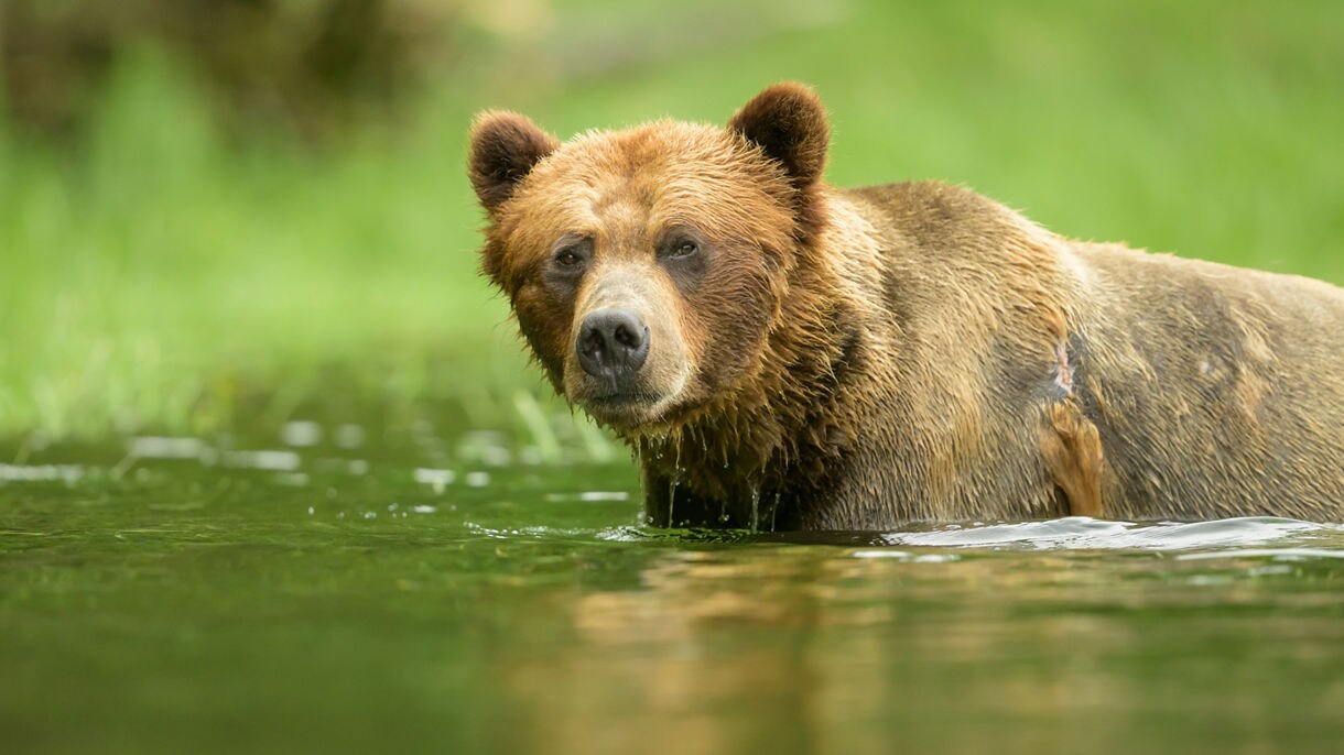 A bear standing in shallow water in Prince Rupert.