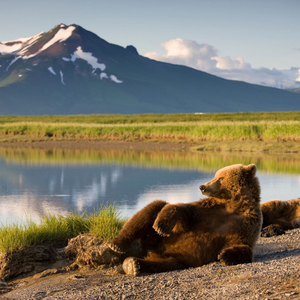 A brown bear lying comfortably by a serene lake in Alaska, gazing across the water with snow-capped mountains in the background, reflecting the tranquility of the wilderness.