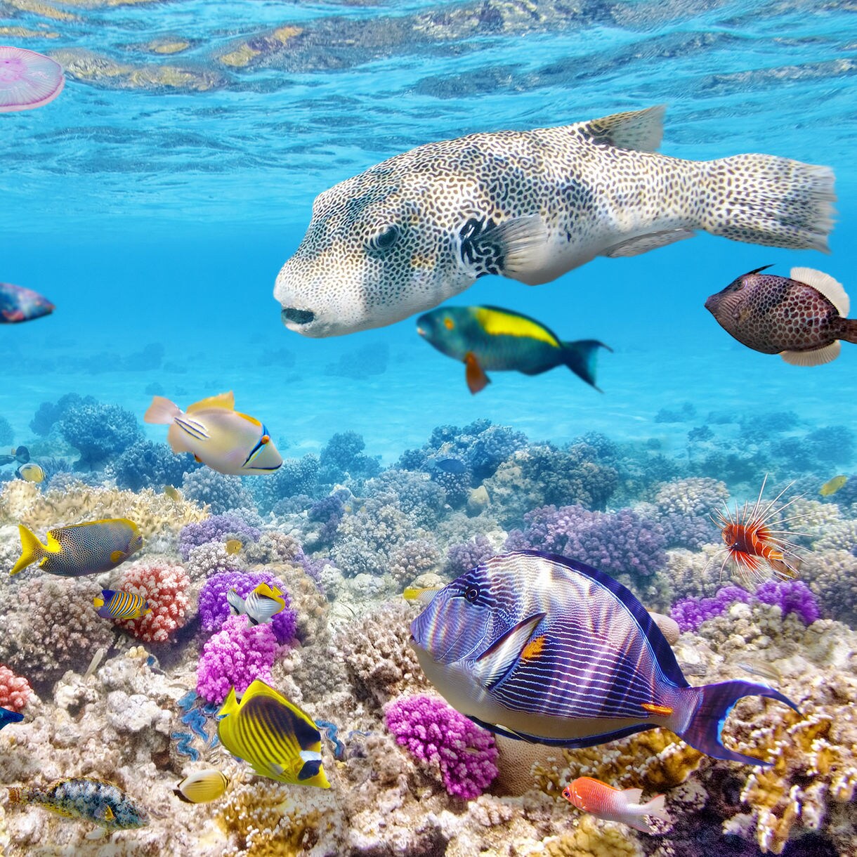 Colorful tropical fish swimming through the vibrant corals of the Barrier Reef, with a large pufferfish and jellyfish drifting through the clear waters.