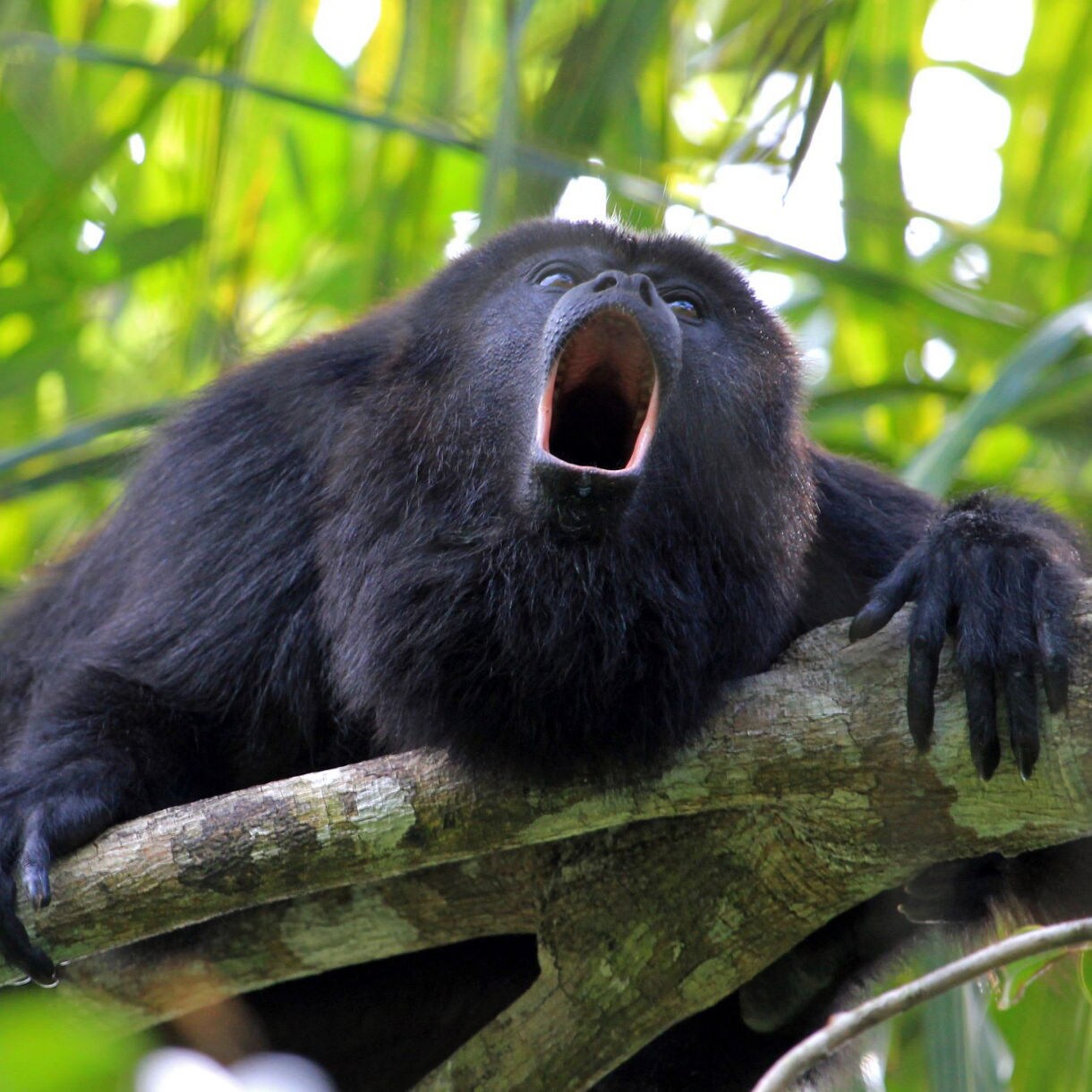 A black howler monkey unleashes its thunderous call from a jungle branch in Roatan