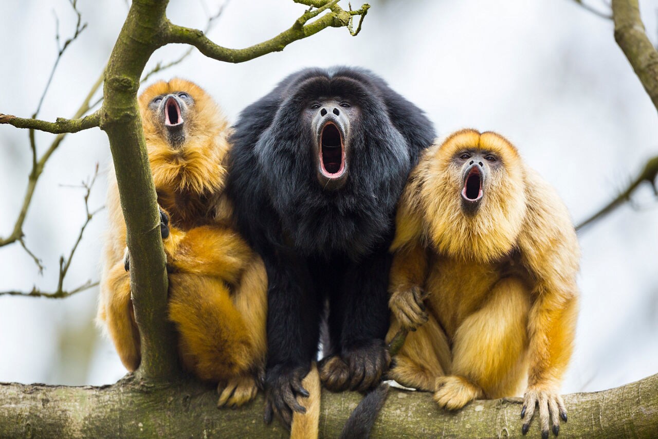 Three howler monkeys perched on a tree branch, mouths open mid-call. The group includes one black howler in the center and two golden howlers on either side.