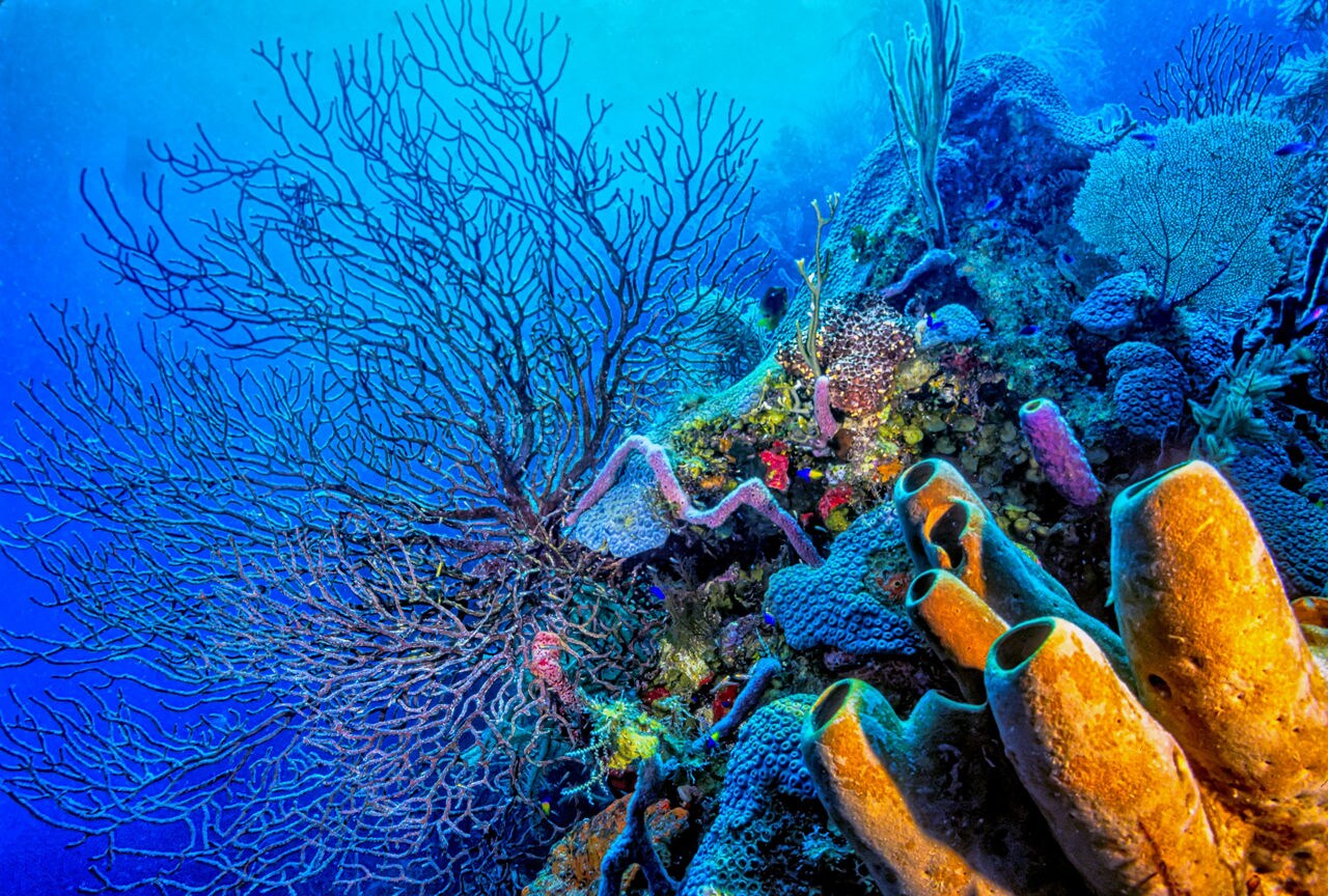 Close-up shot of vibrant coral formations at Lighthouse Reef, with sponges, branching corals, and small tropical fish swimming in the clear blue waters.