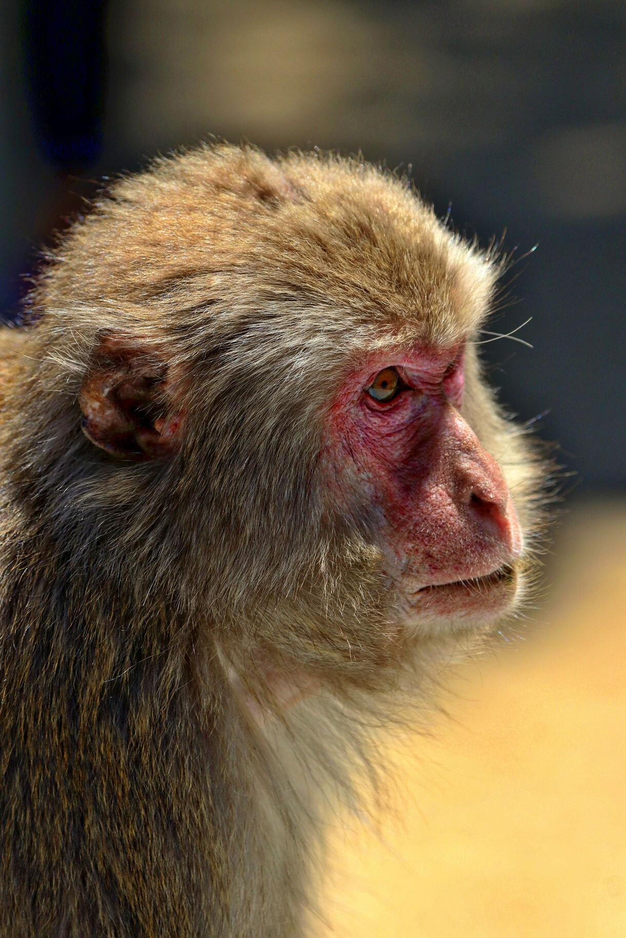 Close-up of a Japanese macaque’s face, showing red skin around the eyes and dense brown fur in sharp detail.