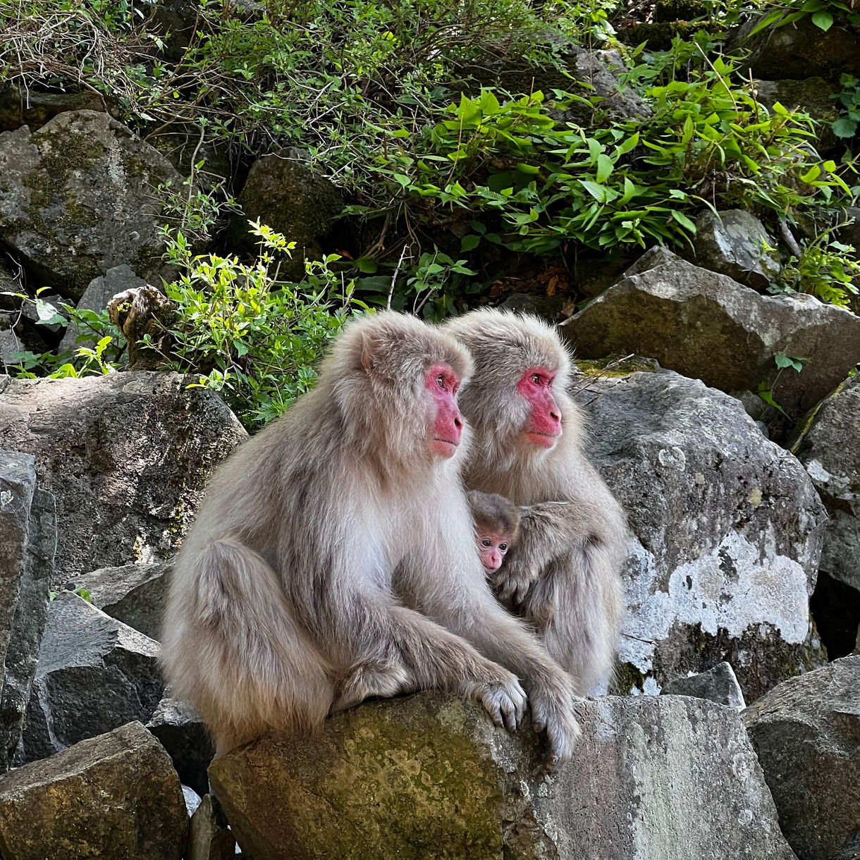 Two adult Japanese macaques sit on rocks in a forested area, one cradling a baby, surrounded by greenery and boulders.