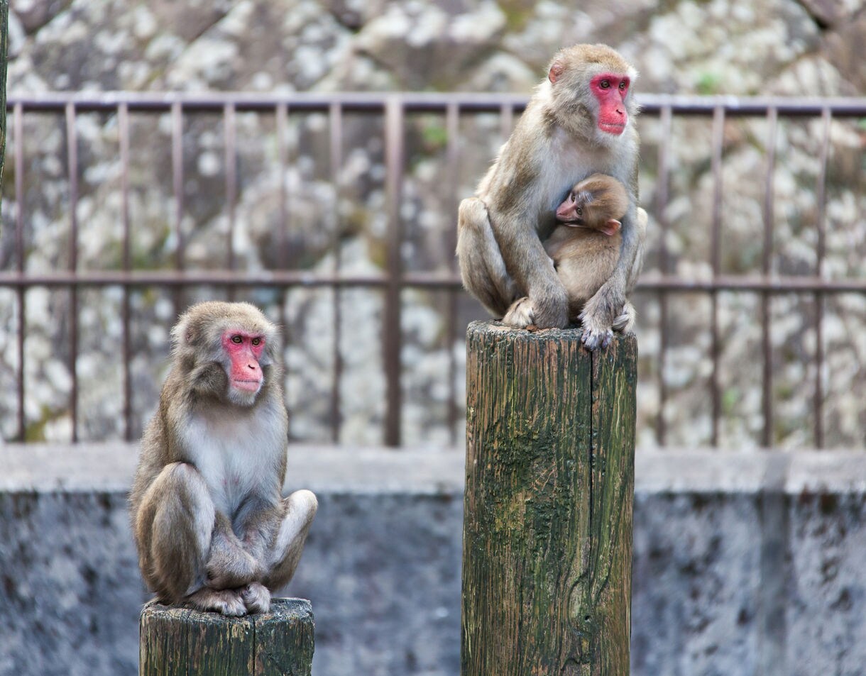 Two adult Japanese macaques and a baby sit on wooden posts, with one adult cradling the baby against a rocky background.