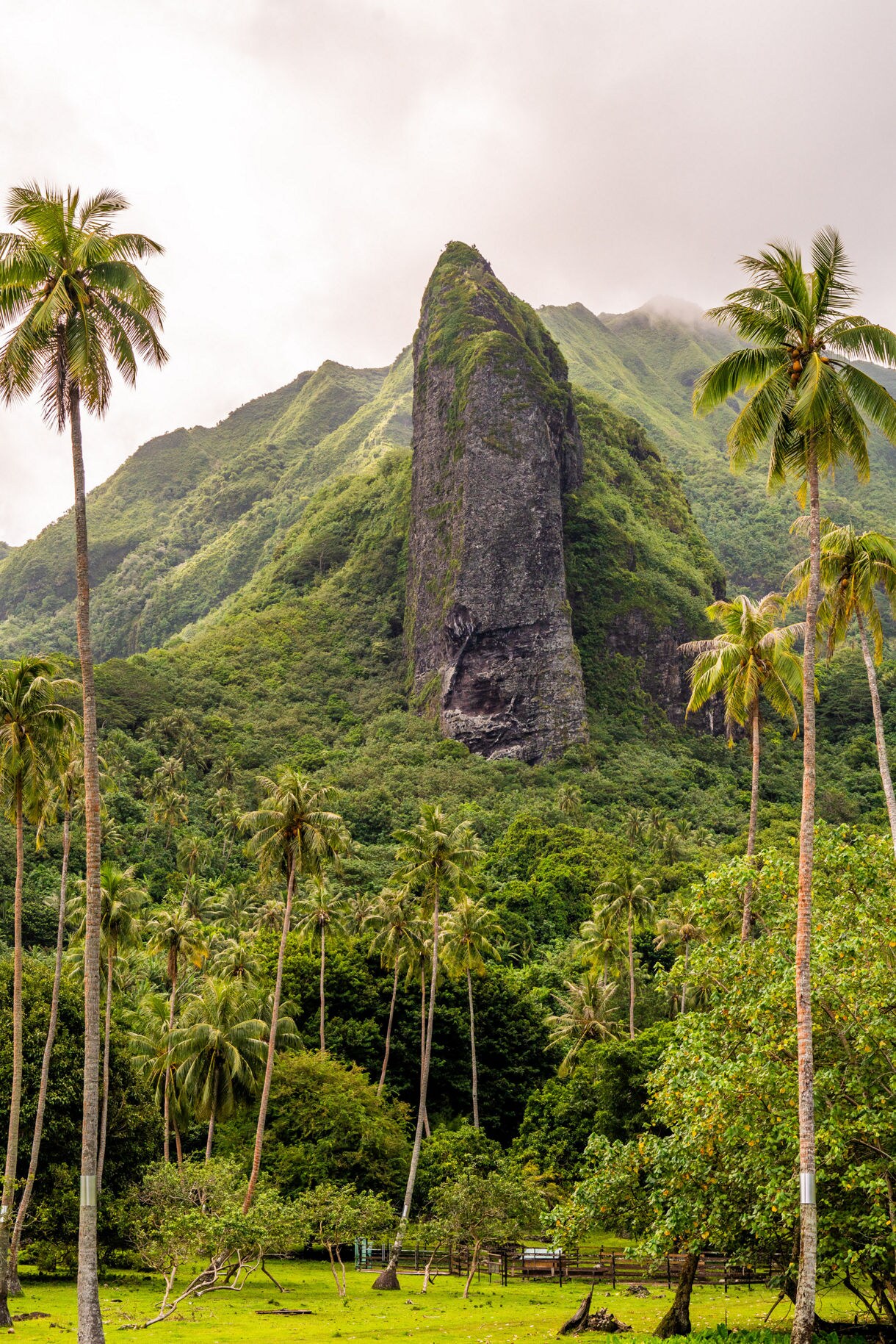 Steep, green mountain peak rising sharply from dense tropical forest with tall palm trees and mist drifting across the slopes.