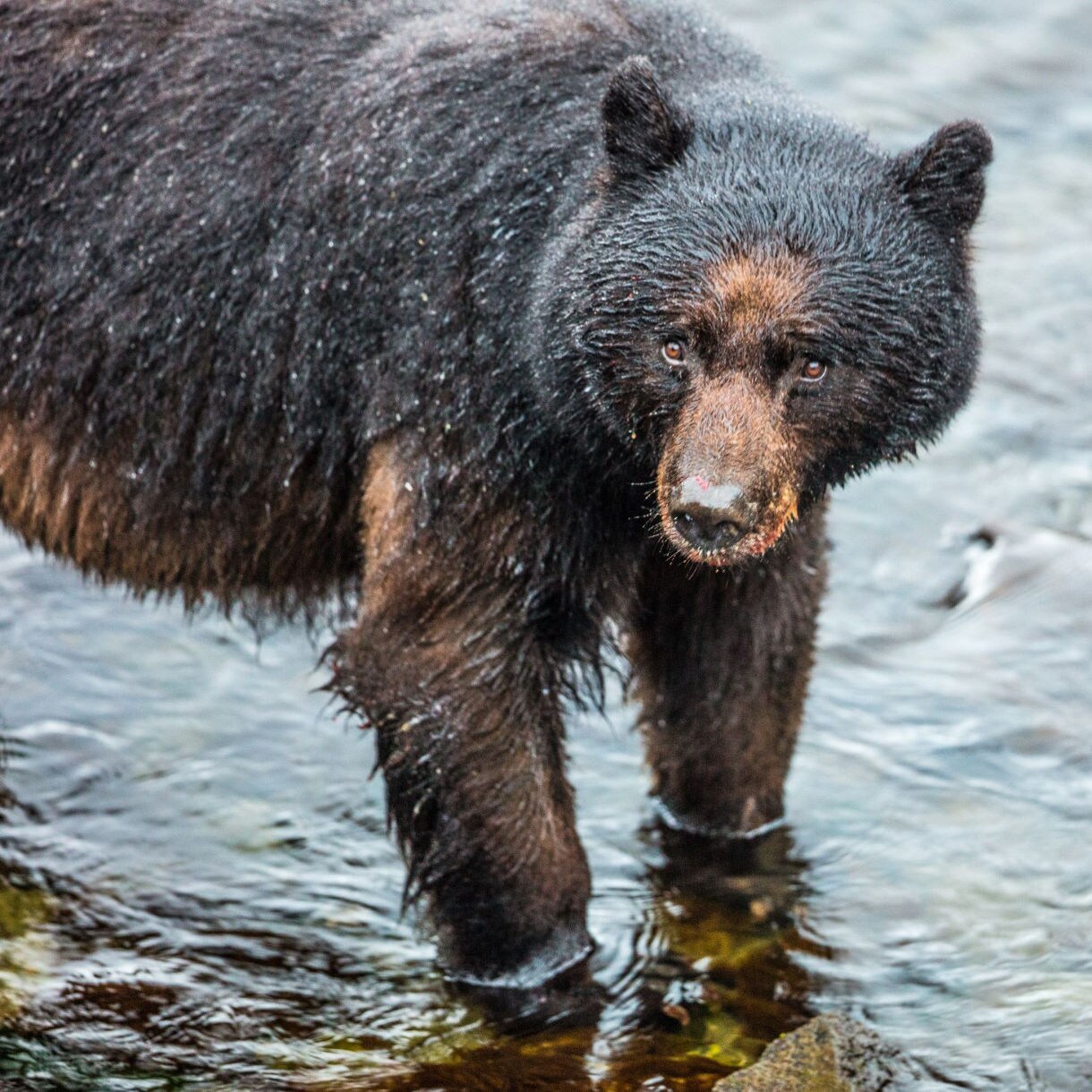 A wet black bear with brown facial markings standing in shallow water, looking directly at the camera while foraging in a stream near Ketchikan, Alaska.