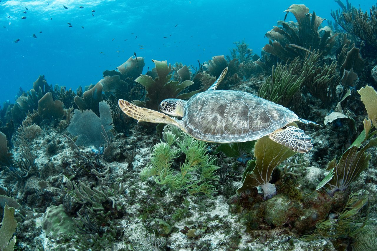 A colorful underwater scene in Bonaire National Marine Park featuring large elkhorn coral formations, brain coral, and diverse marine life in clear blue waters.