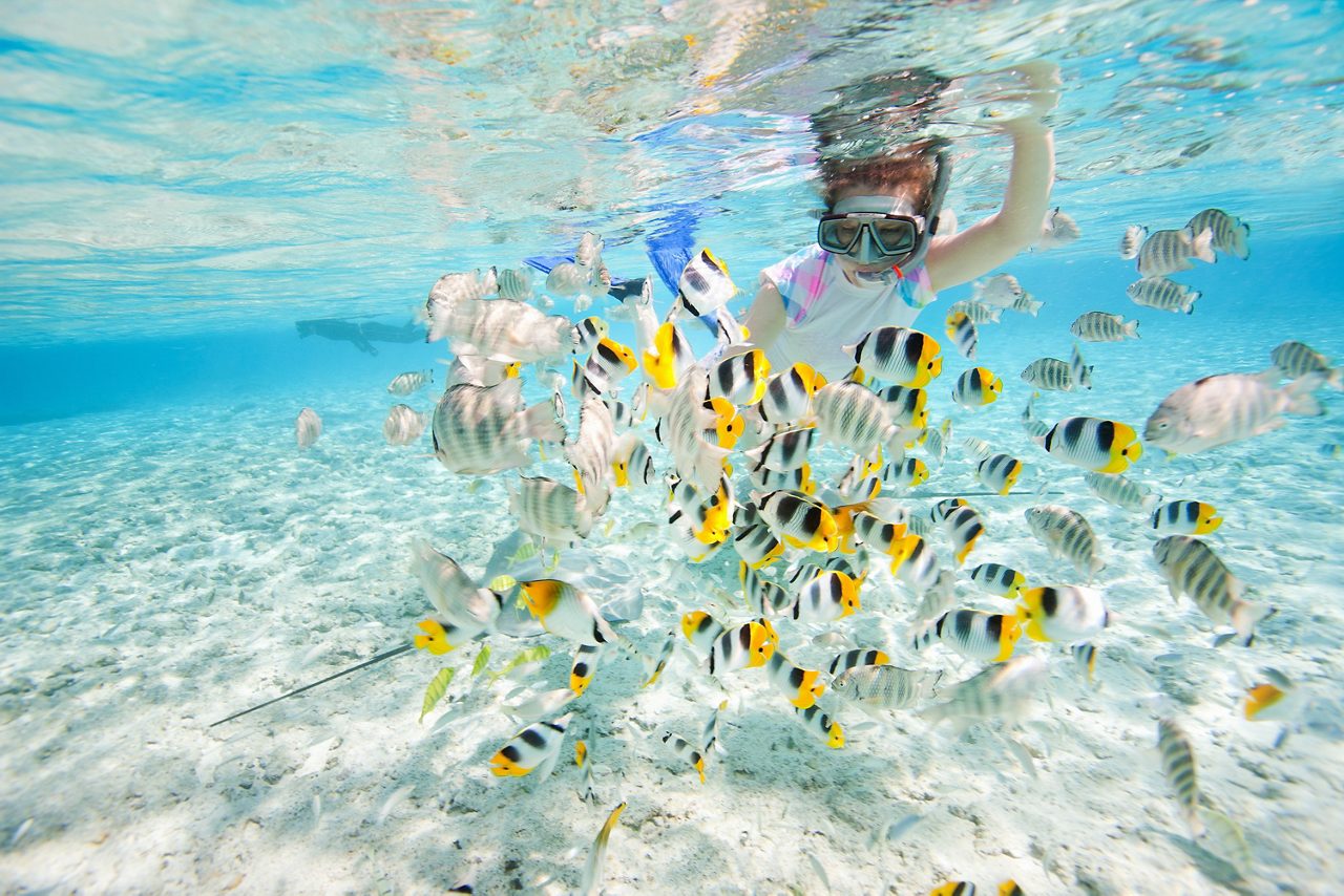 diver swimming with tropical fish