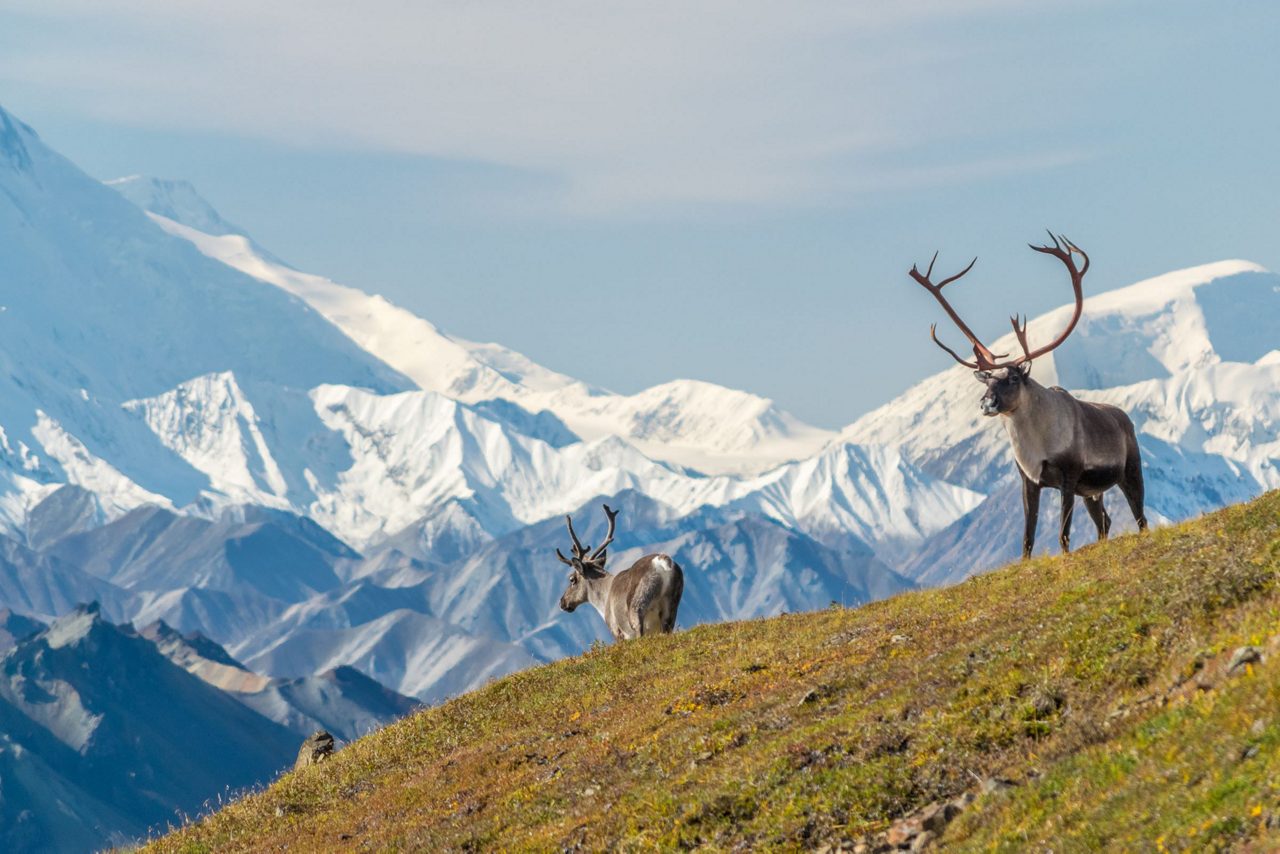Majestic caribou bulls in front of the mount Denali, Alaska