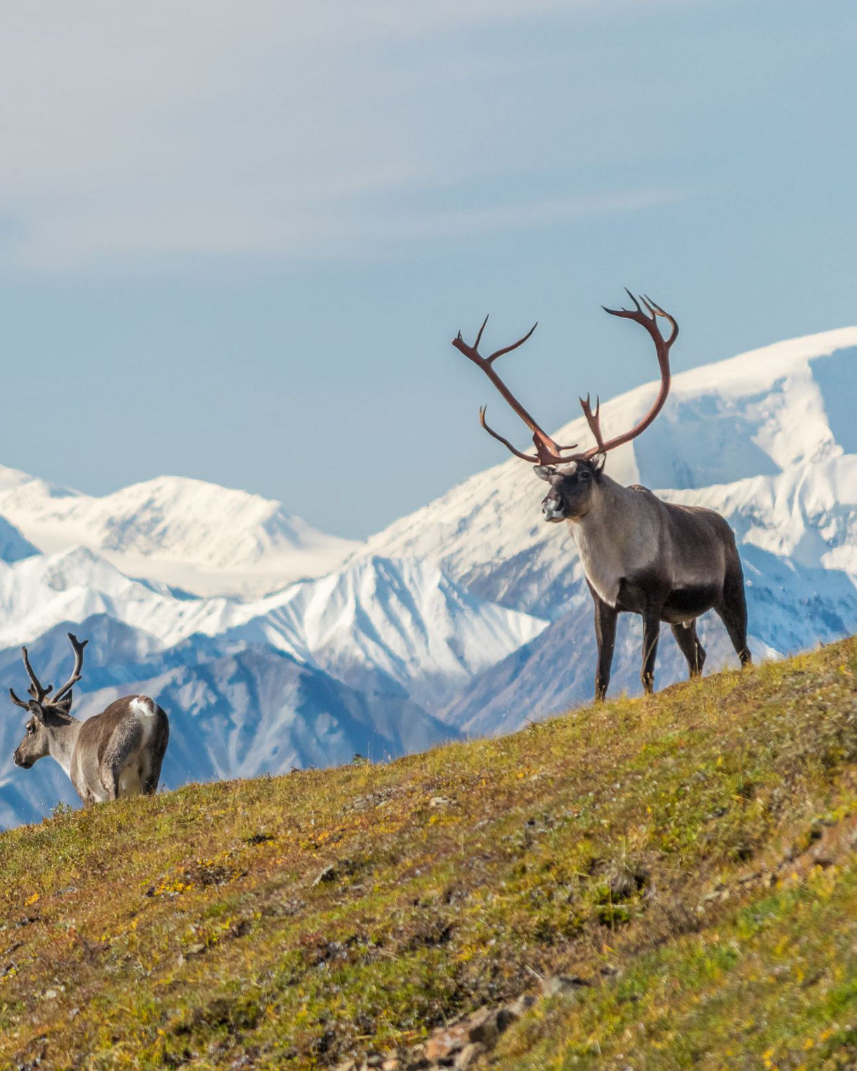 North to Alaska - Princess Cruises