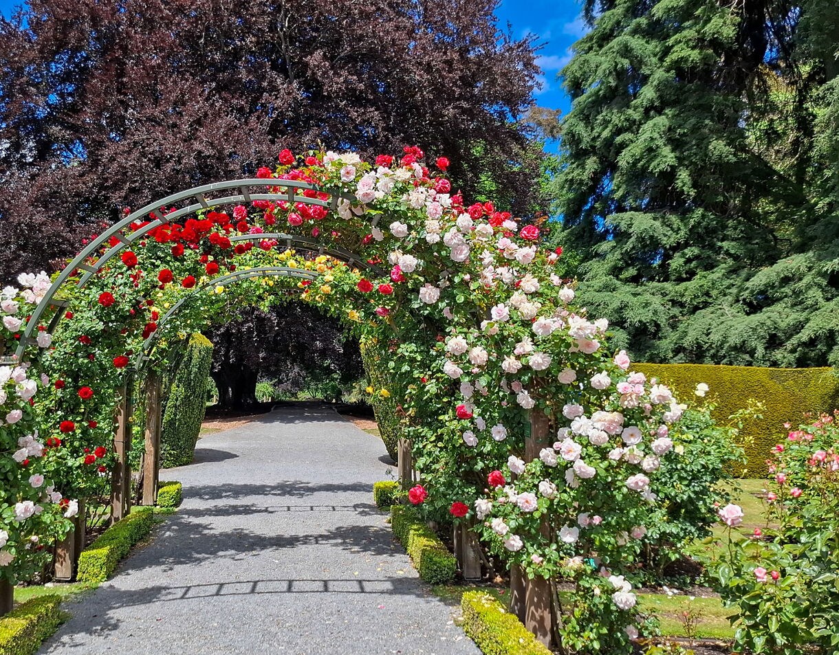 Vibrant rose-covered archways in the Christchurch Botanic Gardens, surrounded by lush greenery and colorful blossoms under a bright blue sky.