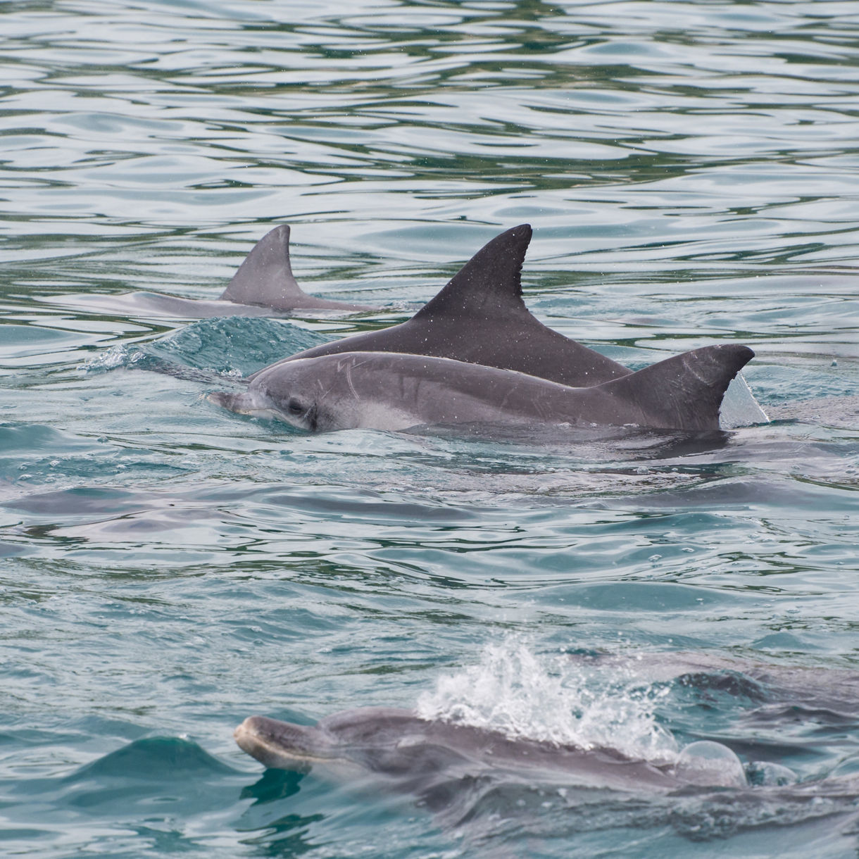 Group of bottlenose dolphins swimming near the surface of clear blue-green water.