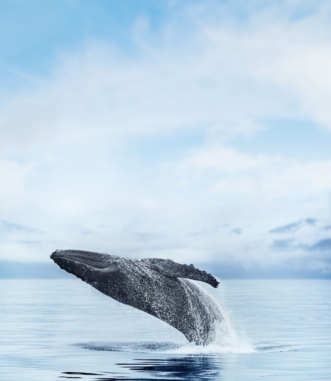 Humpback whale breaching above calm ocean waters in Alaska, with water cascading from its body and snow-capped mountains visible in the distance beneath a cloudy sky.
