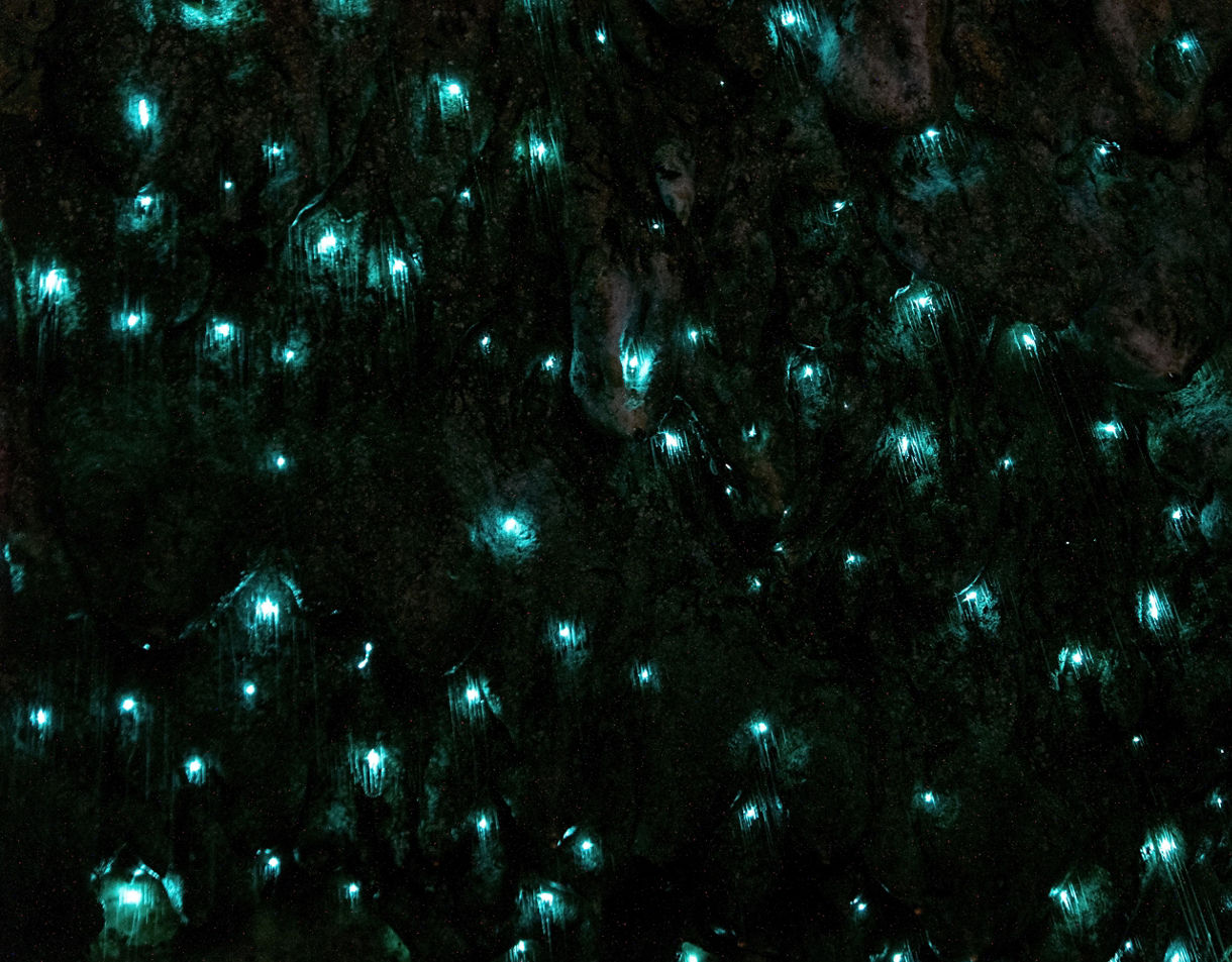 Close-up view of bioluminescent glow worms scattered across the dark cave ceiling, creating clusters of bright turquoise light.