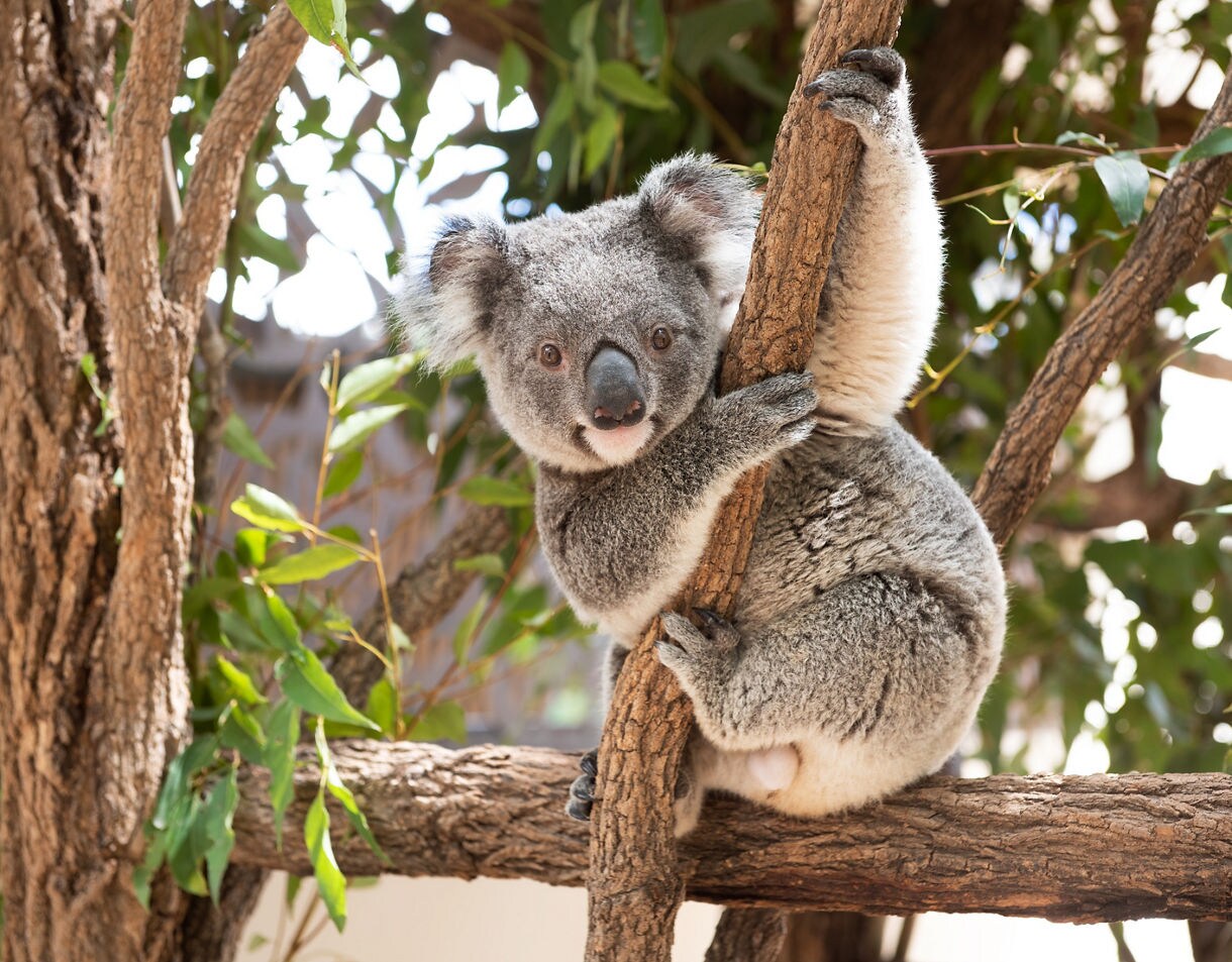 Koala clinging to a tree branch, surrounded by eucalyptus leaves.