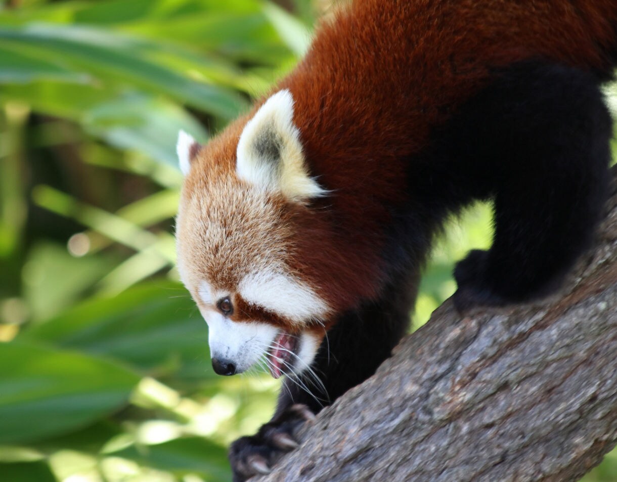 Red panda walking along a tree branch with its mouth slightly open, set against a backdrop of green leaves.