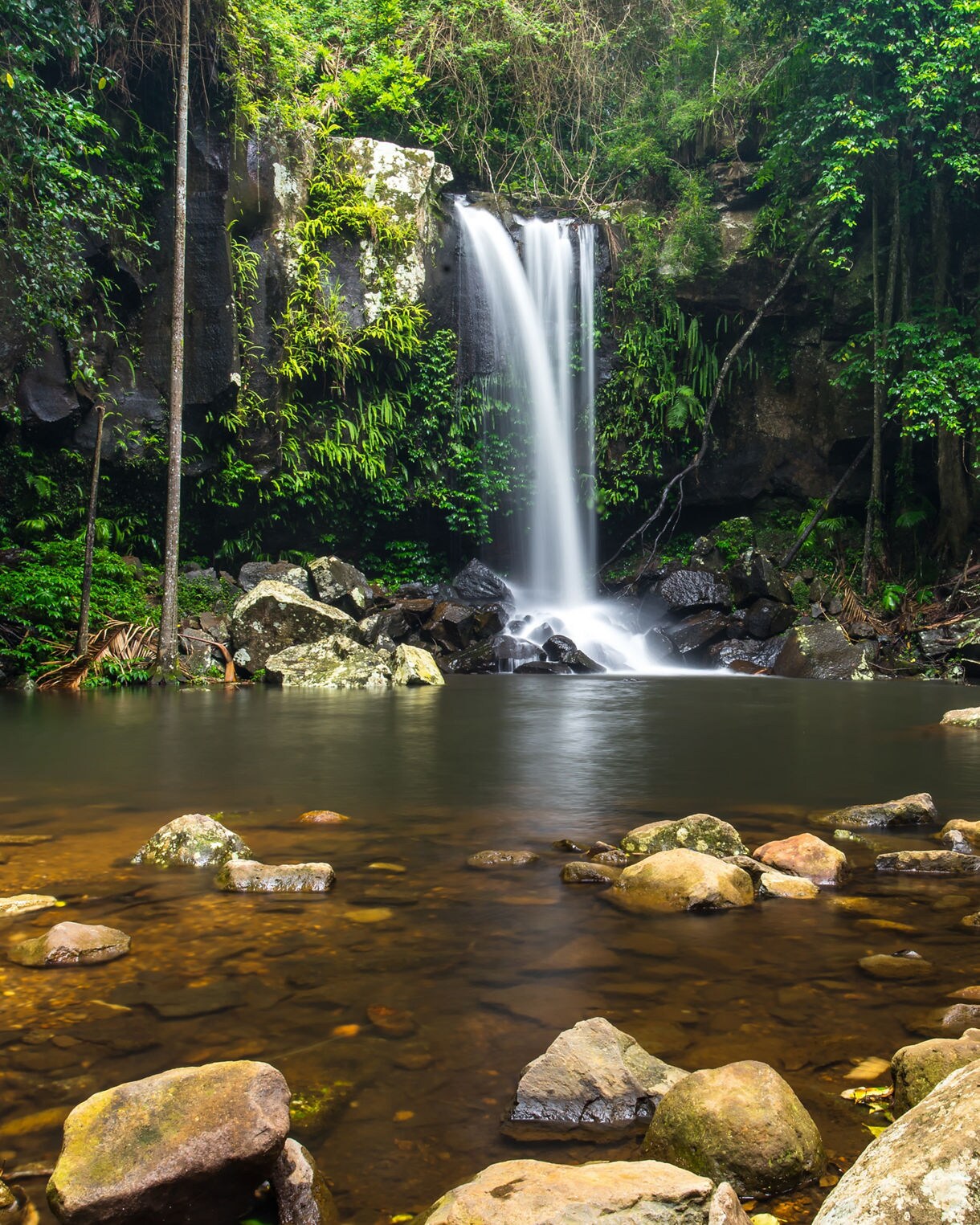 View of Curtis Falls cascading into a rocky pool, framed by dense green rainforest in Tamborine National Park on Mount Tamborine.