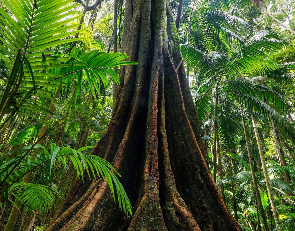 Close-up view of a giant rainforest tree with wide buttress roots surrounded by dense green palms and foliage.
