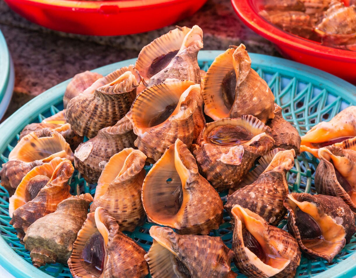Pile of live sea snails displayed on a blue plastic tray at a seafood stall in Busan’s Jagalchi Market.