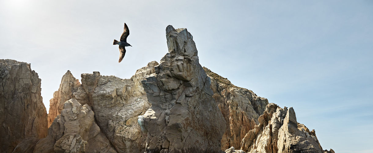 Seagull flying over rocks on the ocean