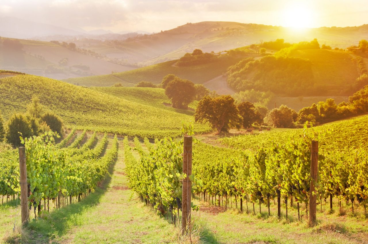 Lush vineyards and rolling hills along the California coast.